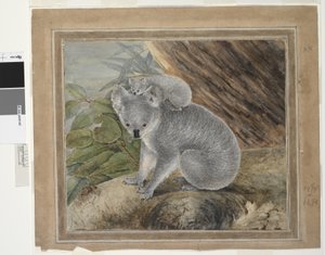 Koala et jeune, 1803