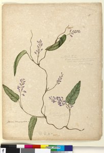 Page 107. Glycine bimaculataGlycine tabacina? - John William Lewin