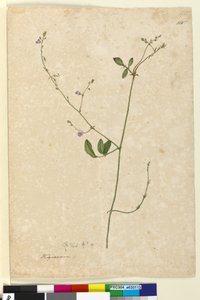 Page 115. Hedysarum - John William Lewin