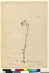 Page 118. Vernonia cinerea - John William Lewin