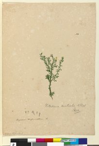 Page 122. Vittadinia australis - John William Lewin