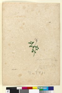 Page 131. Lobelia purpurascens - John William Lewin