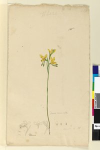 Page 136. Diuris aurea