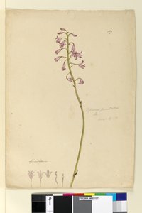 Page 139. Dipodium punctatum