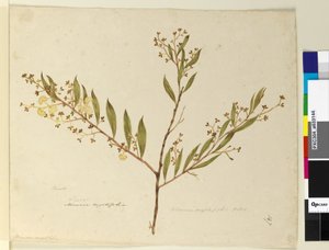 Page 147. Acacia myrtifolia