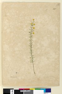 Page 148. Acacia aciculares, c.1803-06 - John William Lewin