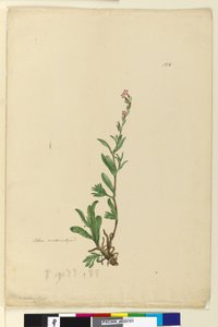 Page 154. Silene naturalized - John William Lewin