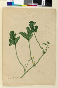 Page 155. Pastèque - John William Lewin