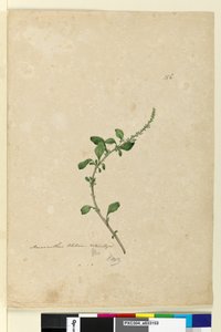 Page 156. Amaranthus Blitum - John William Lewin