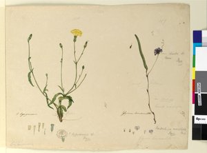 Page 157. Hardenbergia monophylla Hardenbergia violacea; 158. Hypochaeris - John William Lewin