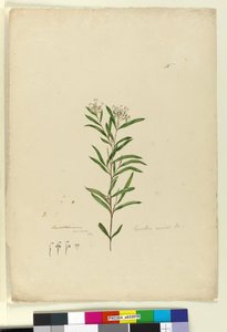 Page 15. Grevillea sericea, c.1803-06