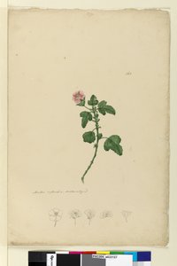 Page 161. Malva capensis - John William Lewin