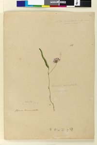 Page 166. Kennedia monophylla Hardenbergia violacea