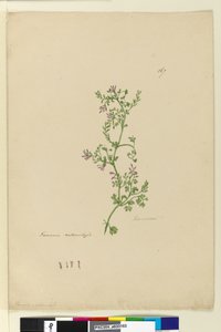 Page 167. Fumaria naturalized - John William Lewin