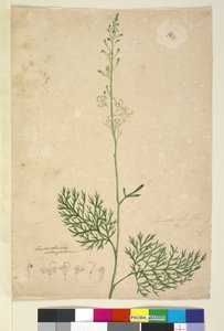 Page 16. Lomatia silaifolia, c.1803-06 - John William Lewin