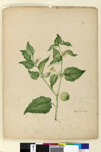 Page 172. Physalis edulis - John William Lewin