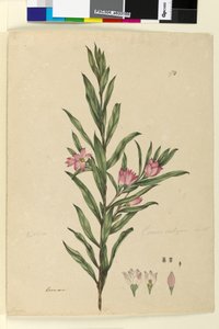 Page 174. Crowea saligna - John William Lewin