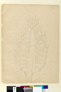 Page 178a. Zamia - John William Lewin