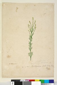 Page 17. Symphionema paludosum, c.1803-06 - John William Lewin
