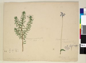Page 183. Westringia rosmarinifolia Westringia fruiticosa; 184. Glossodia major - John William Lewin