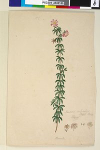 Page 186. Bauera rubioides - John William Lewin