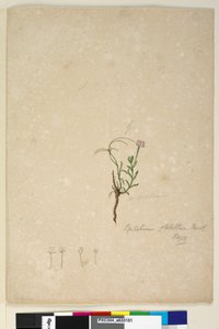 Page 187. Epilobium glabellum - John William Lewin