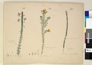Page 191. Tetratheca ericifolia; 192. Dillwynia glaberrima; 193. Epacris microphylla - John William Lewin