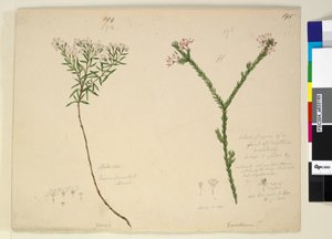 Page 194. Zieria lanceolata Zieria smithii; 195. Une mauvaise figure d