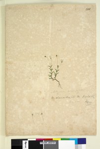 Page 201. Mitrasacme alsinoides - John William Lewin