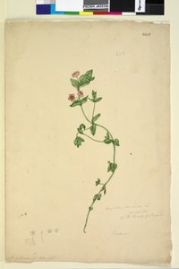 Page 203. Anagallis arvenis - John William Lewin