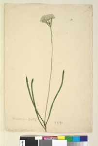 Page 20. Conospermum longifolium, c.1803-06 - John William Lewin