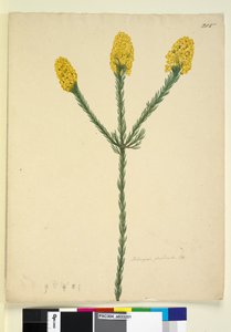 Page 215. Dillwynia floribunda