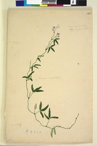 Page 218. Kennedia comptoniana Hardenbergia comptoniana - John William Lewin