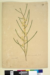 Page 219. Acacia angustifolia - John William Lewin