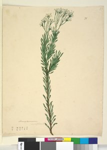 Page 21. Conospermum ericifolium, c.1803-06 - John William Lewin