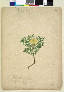 Page 224. Isopogon anemonifolius - John William Lewin