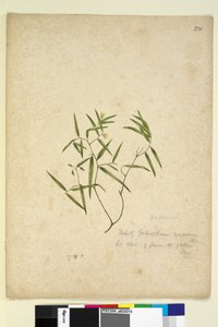 Page 230. Geitonoplesium cymosum