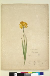 Page 232. Ixia lutea - John William Lewin