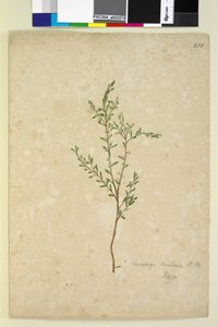Page 233. Leucopogon - John William Lewin