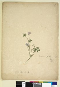 Page 237. Geranium pilosum - John William Lewin
