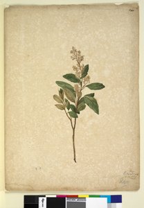 Page 240. Pomaderris ligustrina