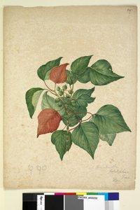 Page 247. Homolanthus populifolius Omalanthus populifolius, c.1803-06