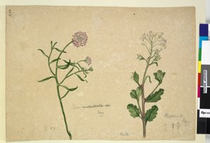 Page 253. Iberis umbellata; Hesperis sp. - John William Lewin