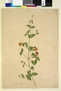 Page 254. Platylobium - John William Lewin