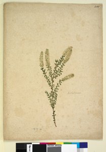 Page 255. Melaleuca - John William Lewin