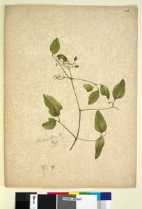 Page 256. Clematis glycinoides - John William Lewin