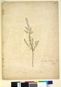 Page 261. Lissanthe strigosa - John William Lewin