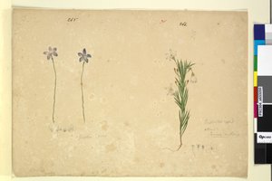 Page 265. Glossodia minor; 266. Ricinocarpus - John William Lewin