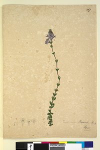 Page 267. Euphrasia brownii