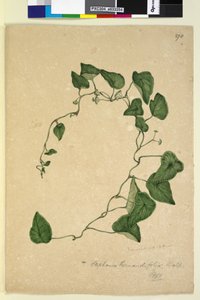 Page 270. Stephania hernandiaefolia